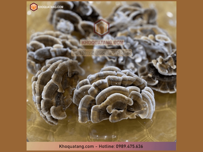 Nấm Vân Chi là một loại nấm quý hiếm được tìm thấy ở nhiều khu vực trên Thế Giới 